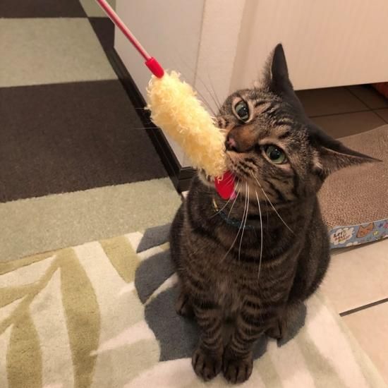 国産のび〜る!じゃらし えび天