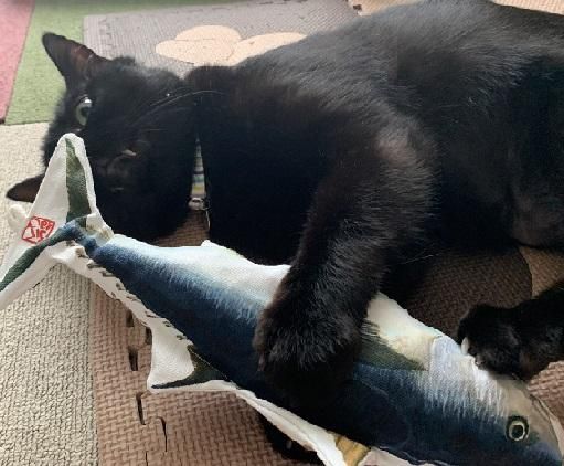 チャリティー ふくねこ マグロけりけり Neconciergeme 猫の館me チャリティー ふくねこ マグロけりけり Neconciergeme 猫の館me