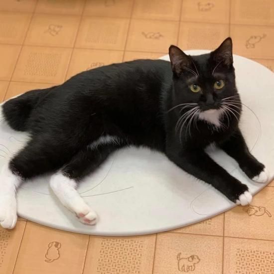 猫が気持ちよく寝転ぶ珪藻土マット 猫 ネコろぶマット Neconciergeme 猫の館me