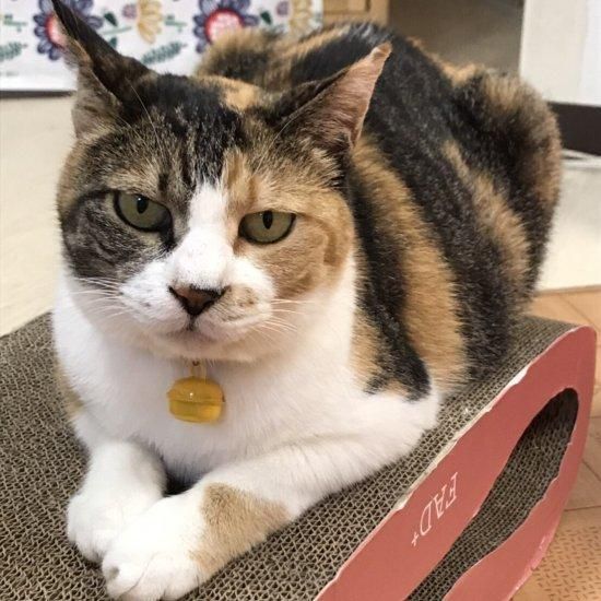 チャリティー ふくねこ 黄色い鈴のオレンジのやわらか首輪 Neconciergeme 猫の館me チャリティー ふくねこ 黄色い鈴のオレンジのやわらか首輪 Neconciergeme 猫の館me