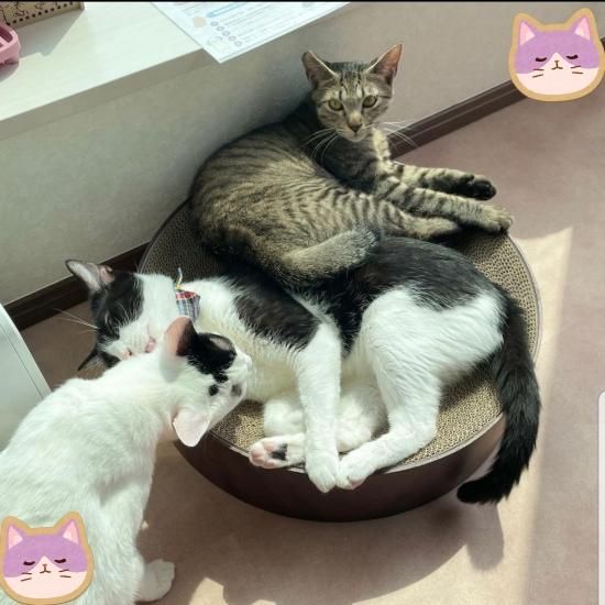 【☆☆様】猫壱XLサークル型猫の爪研ぎ バリバリボウルXL オーバル ライトブラウン猫工学デザインだから