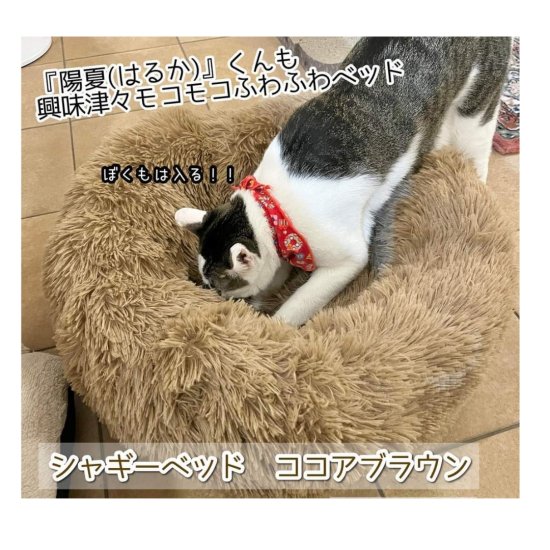 <img class='new_mark_img1' src='https://img.shop-pro.jp/img/new/icons13.gif' style='border:none;display:inline;margin:0px;padding:0px;width:auto;' />シャギーベッド　ココアブラウン