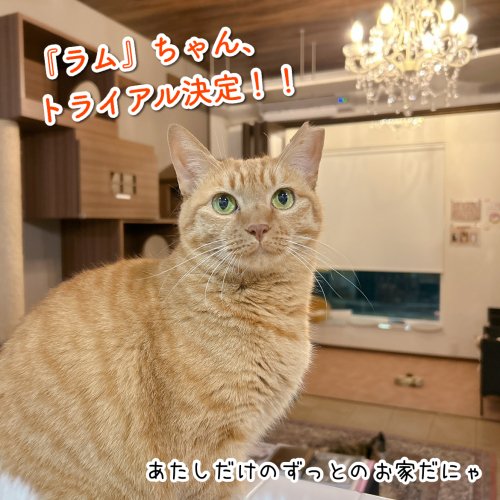 <img class='new_mark_img1' src='https://img.shop-pro.jp/img/new/icons11.gif' style='border:none;display:inline;margin:0px;padding:0px;width:auto;' />ラムちゃん卒業決定！お祝いのおもたせ