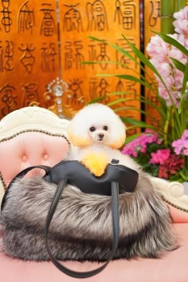 50%OFF HILLS】 フォックスキャリー【PUPPILY - HILLS PUPPILY キャリーバッグ・スリング