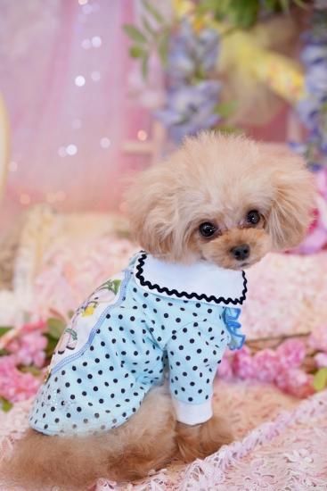 リュバンドール　犬服 PUPPILY HILLS