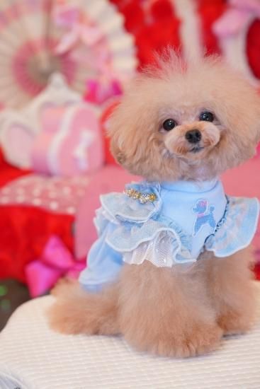 パピリーヒルズ⭐︎リュバンドール⭐︎カシミヤ⭐︎S PUPPILY HILLS