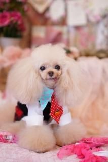 PUPPILY HILLS/Ruban d'or(パピリーヒルズ/リュバンドール PUPPILY HILLS/Ruban d'or(パピリーヒルズ/リュバンドール