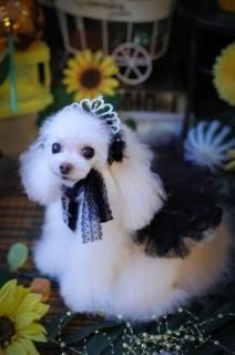 Miss Blue Pet - PUPPILY HILLS