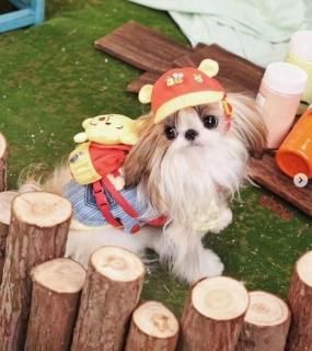 Miss Blue Pet - PUPPILY HILLS