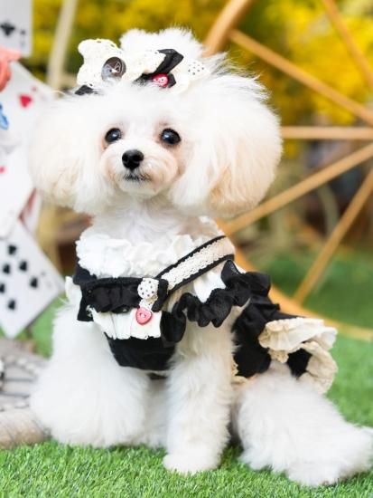 【国内発送】 ミシュランbear【MissBluePet】 - PUPPILY HILLS 犬服・アクセサリー