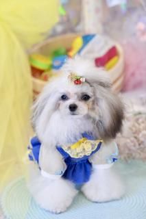 pupply hills パピリーヒルズ　キャリーバッグ バッグ - PUPPILY HILLS