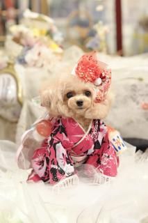 parti du ruban ヘッドアクセサリー&チョーカー　ティペットとしても parti du ruban ヘッドアクセサリー&チョーカー ティペット