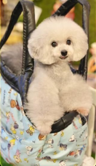 pupply hills パピリーヒルズ キャリーバッグ