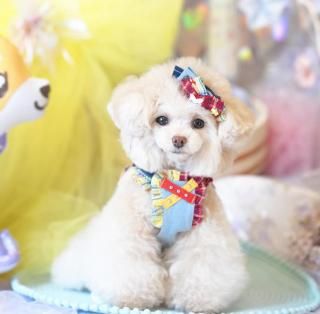 Miss Blue Pet - PUPPILY HILLS