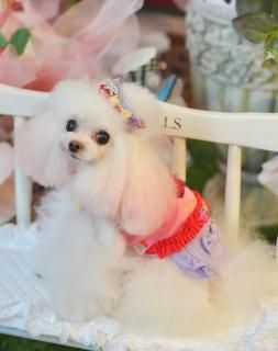 Miss Blue Pet - PUPPILY HILLS