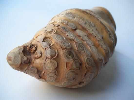 掛花入 根竹 木箱入 大分県 綾部經雲 茶道具 古物品 中古】【茶器/茶道具 竹花入れ 掛置兼用】 一重切花入れ 銘「山路」 而