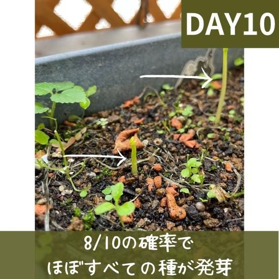 モリンガ　苗　２株　種　5粒 61hljPyjf1L._UF350,350_QL50_.jpg