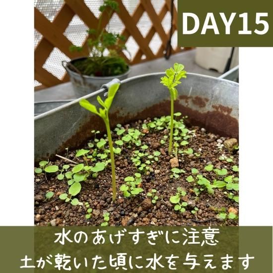 モリンガ種 10g(約50粒) 在来種 無農薬 無肥料 ハーブ - Natural life