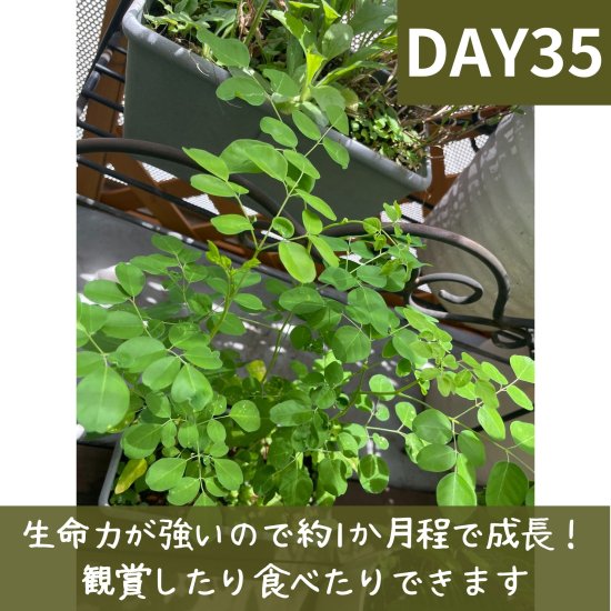 モリンガ種 50粒 在来種 無農薬 無肥料 ハーブ - Natural life by NY～公式オンラインショップ～