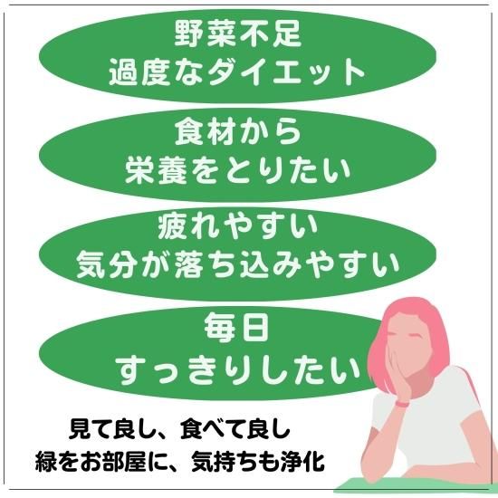 モリンガ種 50粒 在来種 無農薬 無肥料 ハーブ - Natural life モリンガ種 50粒 在来種 無農薬 無肥料 ハーブ - Natural life
