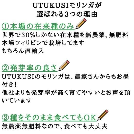 モリンガ種 50粒 在来種 無農薬 無肥料 ハーブ - Natural life モリンガ種 50粒 在来種 無農薬 無肥料 ハーブ - Natural life