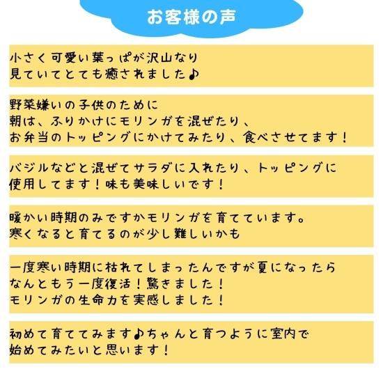 モリンガ種 50粒 在来種 無農薬 無肥料 ハーブ - Natural life モリンガ種 50粒 在来種 無農薬 無肥料 ハーブ - Natural life
