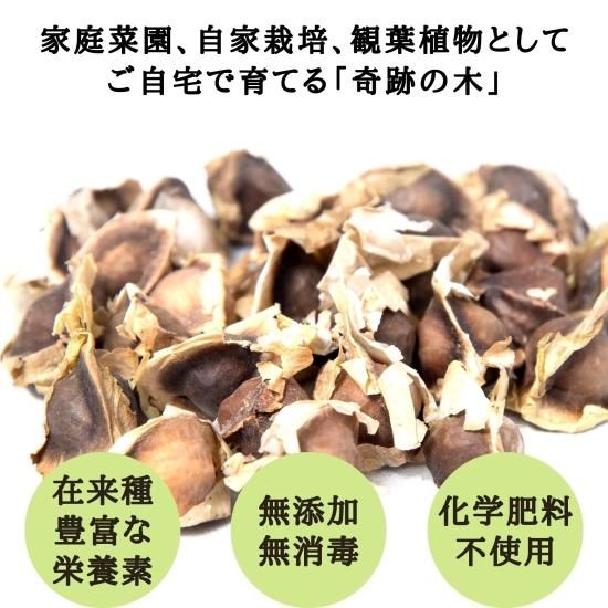 モリンガ種 100粒 在来種 無農薬 無肥料 ハーブ - Natural life