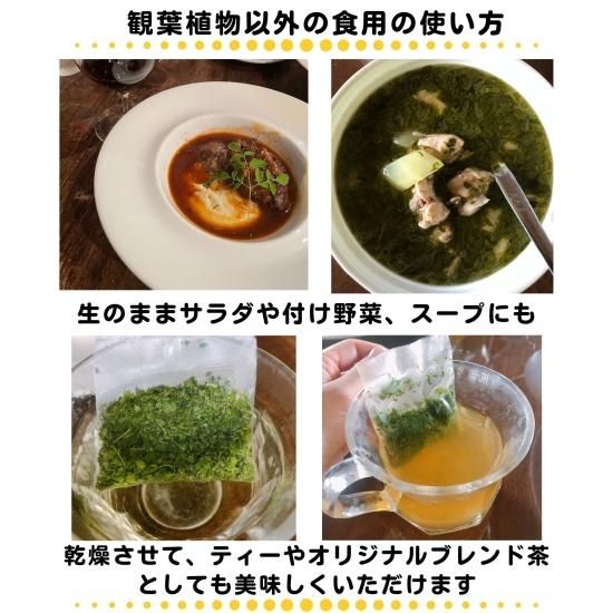 モリンガ　苗　無農薬　国産　長崎県産　スーパーフード　美容　健康　免疫力アップ モリンガ 苗 無農薬 国産 長崎県産 スーパーフード 美容 健康