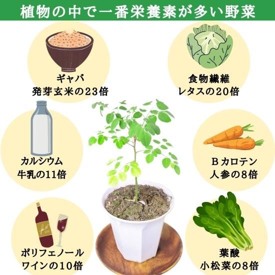 モリンガ種 150粒 在来種 無農薬 無肥料 ハーブ - Natural life