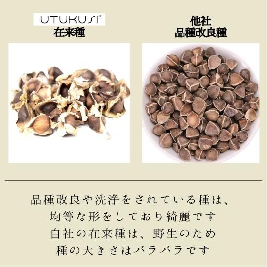 モリンガ種 150粒 在来種 無農薬 無肥料 ハーブ - Natural life