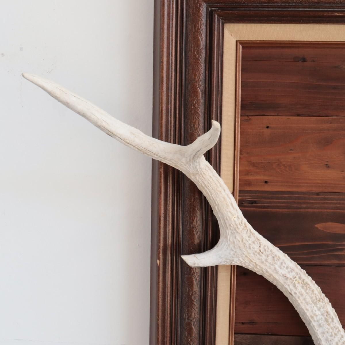 3732 アンティーク フレーム 鹿の角 ディアホーン DEER HORN