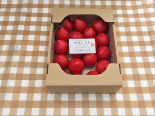 お待たせしました今期販売スタート初恋フルーツトマト（１箱約1.5キロ前後10〜2５個）期間限定 3月から5月末まで