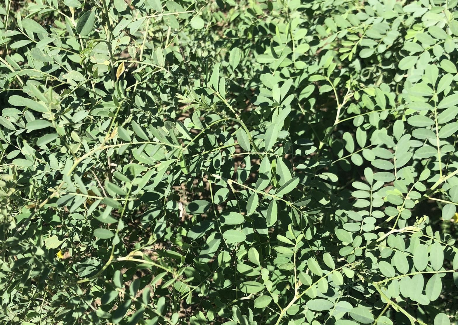 Licohenna