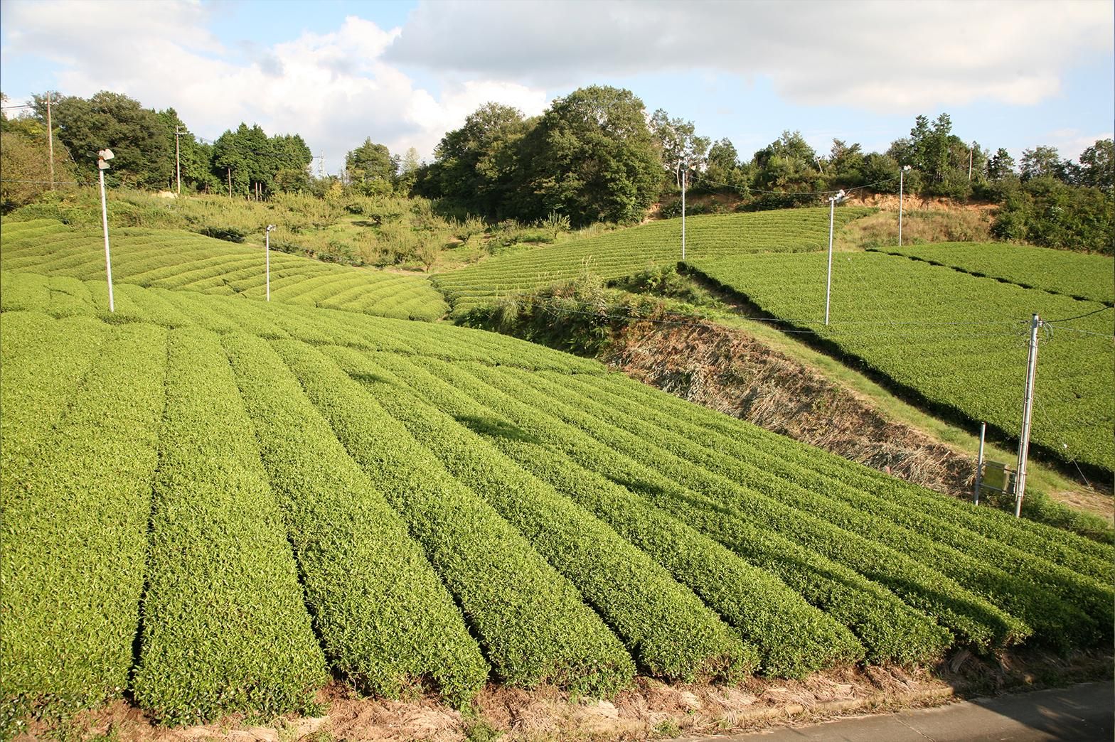 奈良県 「月ヶ瀬健康茶園」の茶山と茶畑散策｜スズショウ・アンナ