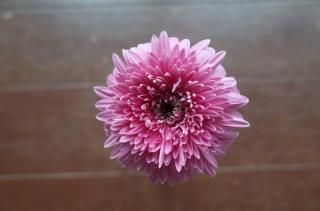 ピンク系セットで使うガーベラ - ギフト・プレゼントに花を！ ガーベラ