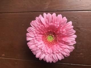 ガーベラ取扱全品種 ギフト プレゼントに花を ガーベラ通販 4187unno よい花 海野