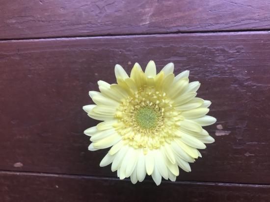 プチマイル ギフト プレゼントに花を ガーベラ通販 4187unno よい花 海野