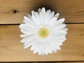 ガーベラ　2本セット 楽天市場】ガーベラ（植物の本数11 ～ 50本）の通販