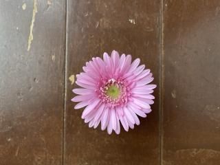 ピンク系セットで使うガーベラ - ギフト・プレゼントに花を