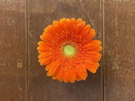 モンツア - ギフト・プレゼントに花を！ ガーベラ通販 4187unno（よい