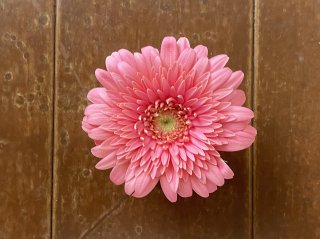 ピンク系セットで使うガーベラ - ギフト・プレゼントに花を！ ガーベラ