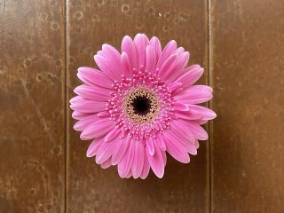 ピンク系セットで使うガーベラ - ギフト・プレゼントに花を！ ガーベラ