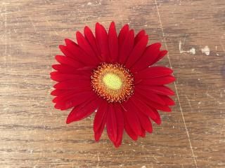 ガーベラ！　9月1日購入 新規導入品種のガーベラ | 2ページ目 (3ページ中) | Flower