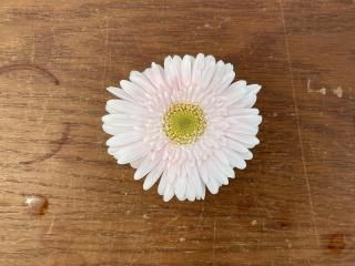 ガーベラ　15本セット CATEGORY ガーベラ | tokyo_shokubutsu_zufu