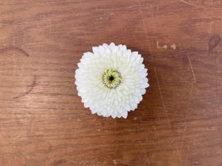 ガーベラ　2本セット ガーベラ取扱全品種 - ギフト・プレゼントに花を！ ガーベラ通販