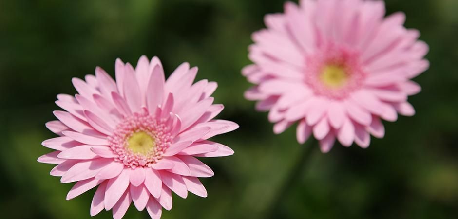 ギフト・プレゼントに花を！ ガーベラ通販 4187unno（よい花・海野）