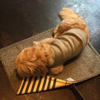 <img class='new_mark_img1' src='https://img.shop-pro.jp/img/new/icons47.gif' style='border:none;display:inline;margin:0px;padding:0px;width:auto;' />DOG CAFE MATT  B/W