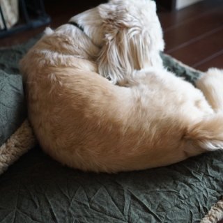 <img class='new_mark_img1' src='https://img.shop-pro.jp/img/new/icons47.gif' style='border:none;display:inline;margin:0px;padding:0px;width:auto;' />HAPPY DOG BED
