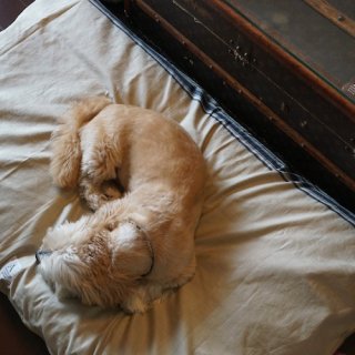 <img class='new_mark_img1' src='https://img.shop-pro.jp/img/new/icons47.gif' style='border:none;display:inline;margin:0px;padding:0px;width:auto;' />HAPPY DOG BED LINEN