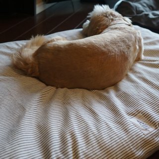 <img class='new_mark_img1' src='https://img.shop-pro.jp/img/new/icons47.gif' style='border:none;display:inline;margin:0px;padding:0px;width:auto;' />HAPPY DOG BED HICKORY